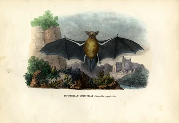 Common Pipistrelle, 1863-79